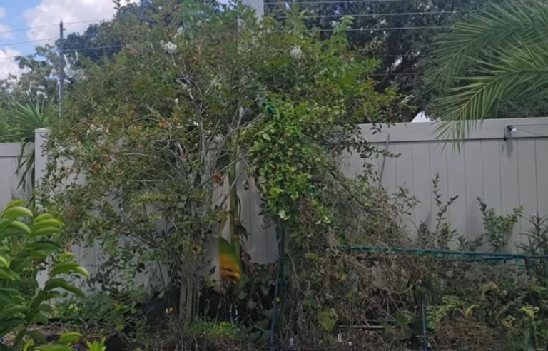 Spring and Fall Garden Clean-Up: The Complete Guide to Preparing Your Garden & Building a New Chicken Coop