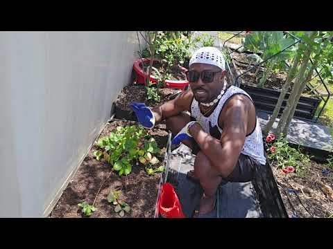 Early May Planting Strawberries 🍓, Blueberries 🫐, Potatoes 🥔, Compost Red Wiggler Worms