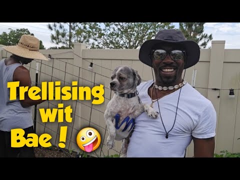Trellising wit Bae! Cattle Panel, Net Trellis and Florida Weave and more!