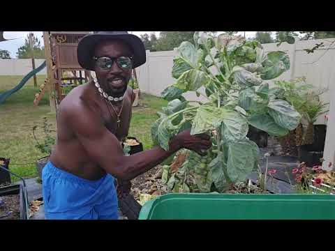 Getting Rid of Pest, Harlequin Bugs, cabbage Worms and aphids Safe and Effectively